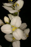 Libertia grandiflora RCP6-06 067.jpg